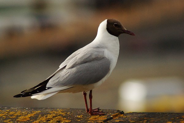 Black Headed Gul